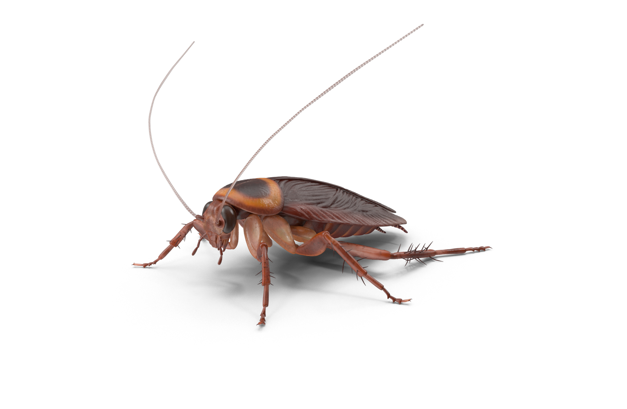 American Cockroach.H03.2k