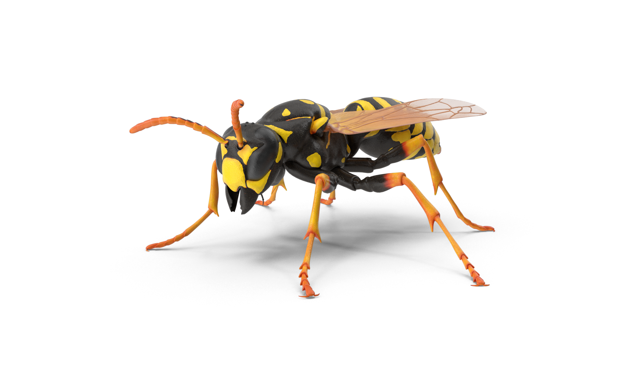 Paper Wasp.H03.2k