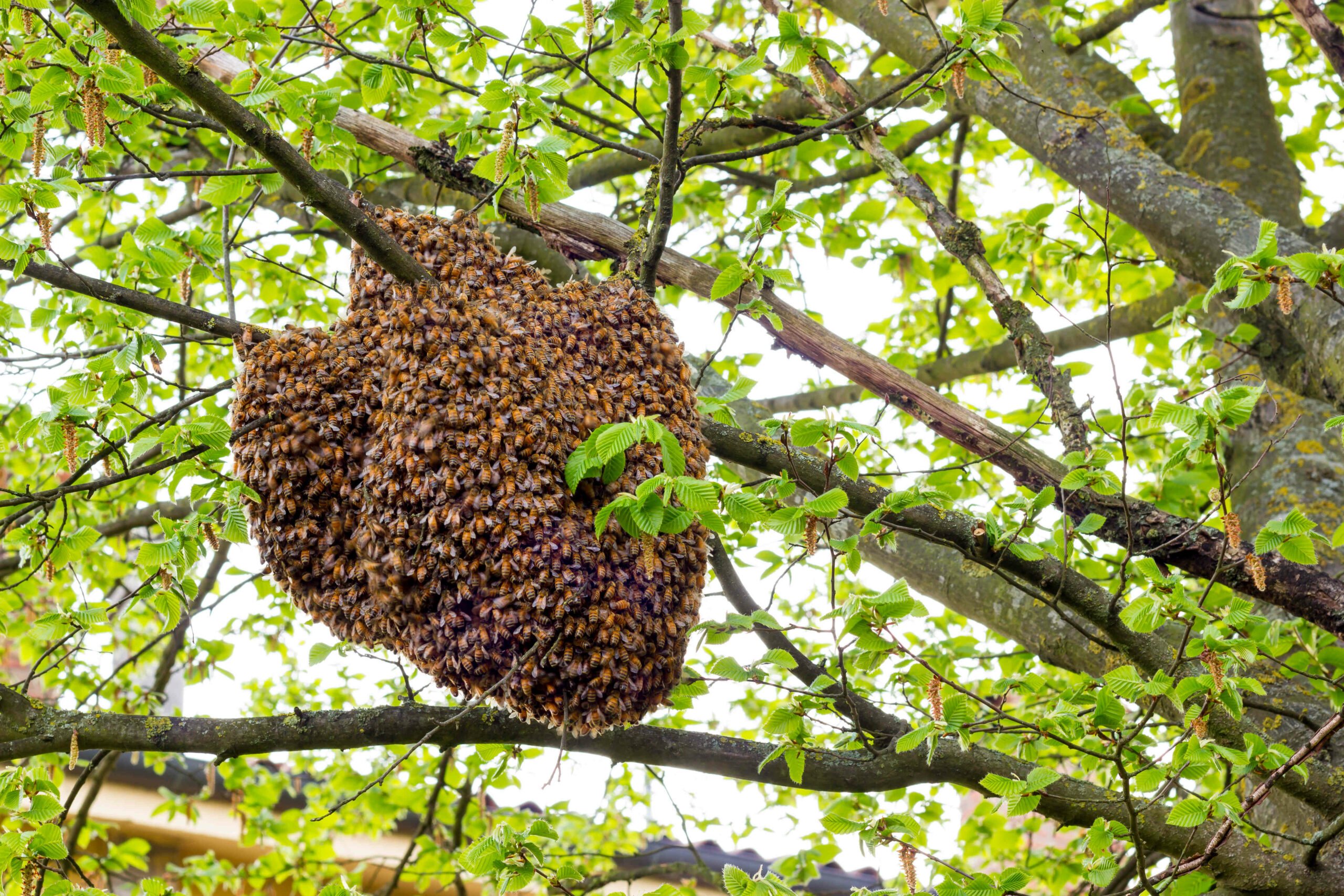 protection des abeilles - urgences nuisibles occitanie